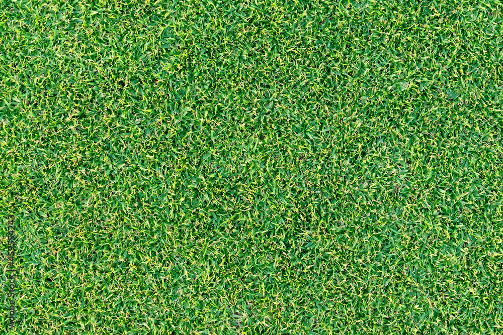 Fototapeta premium Green grass texture background, top view