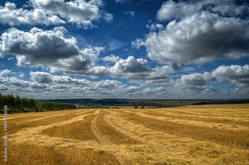 wheat field and sky