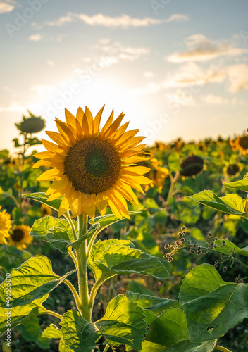 Fototapeta Naklejka Na Ścianę i Meble -  sunflowers on the field in sunshine