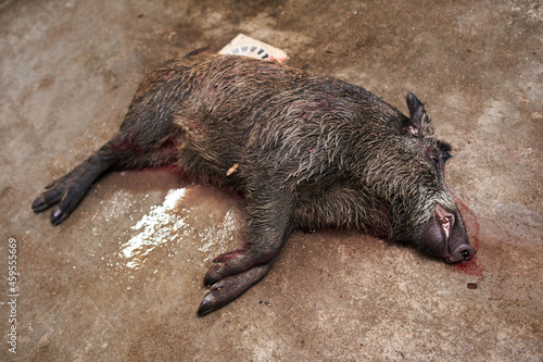 Feral pig shot in the head photo