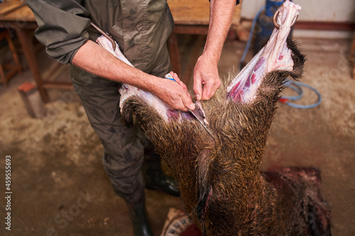 фотографія Hunter skinning feral pig