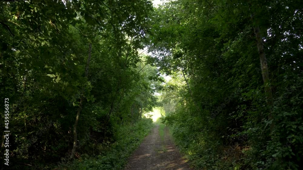 Narrow forest path in the shade of trees leading forward to a gleam in the distance Narrow forest path in the shade of trees leading forward to a gleam in the distance