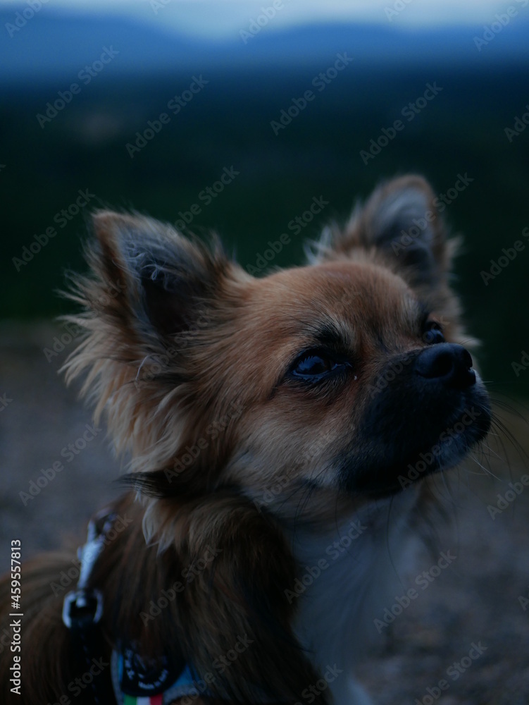 portrait of a chihuahua puppy dog portrait of a chihuahua puppy dog