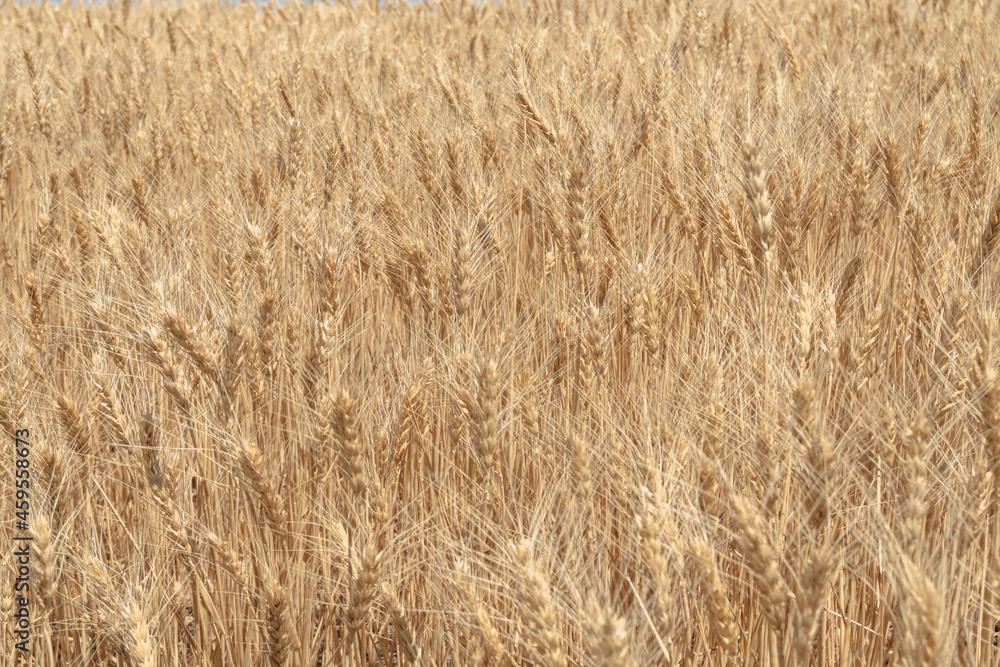 Beautiful wheat field, useful for backgrounds Beautiful wheat field, useful for backgrounds