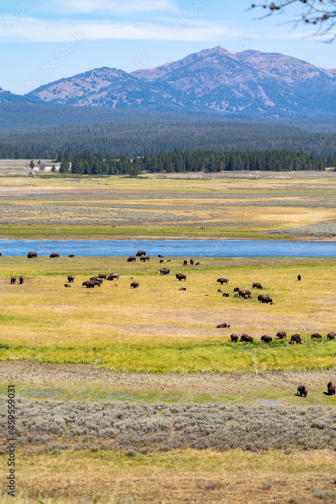 Obraz premium Herd of bison by the river, in Hayden Valley area of Yellowstone National Park