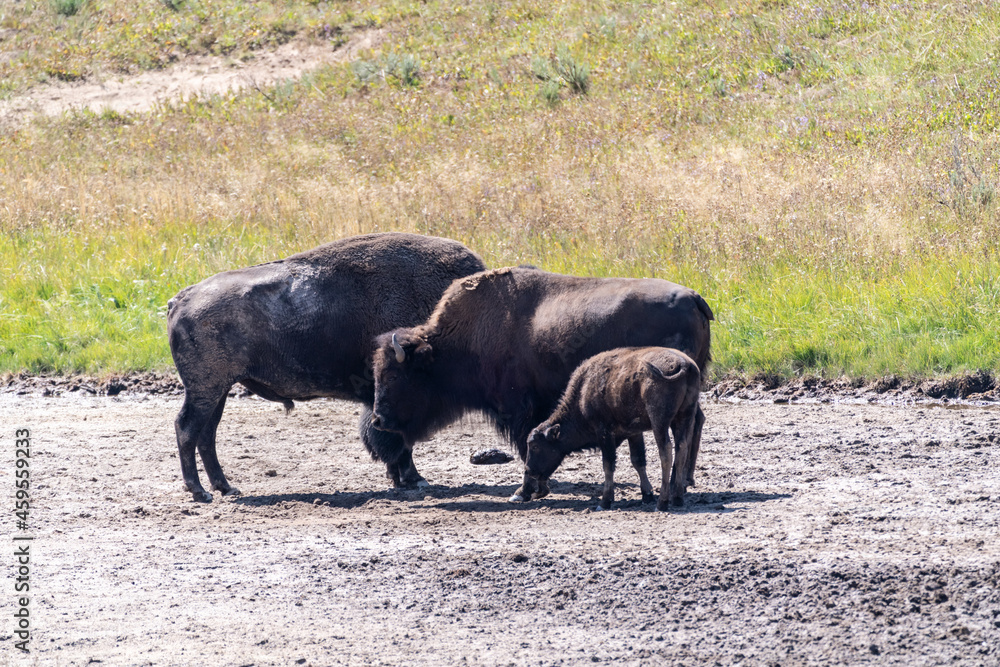 Bison family in Yellowstone National Park