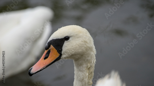 Fototapeta Naklejka Na Ścianę i Meble -  łabędź nad jeziorem mazury polska