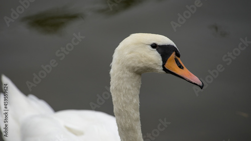 Fototapeta Naklejka Na Ścianę i Meble -  łabędź nad jeziorem mazury polska