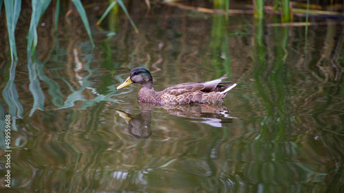 Fototapeta Naklejka Na Ścianę i Meble -  kaczka w jeziorze mazury polska
