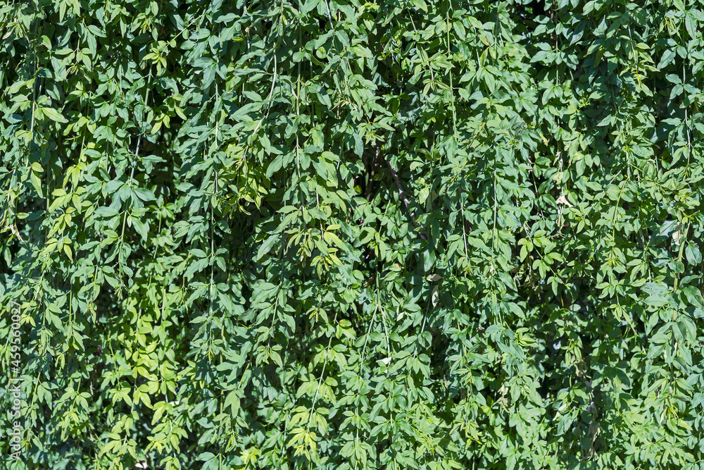 many branches with green leaves as a natural hedge in the city garden