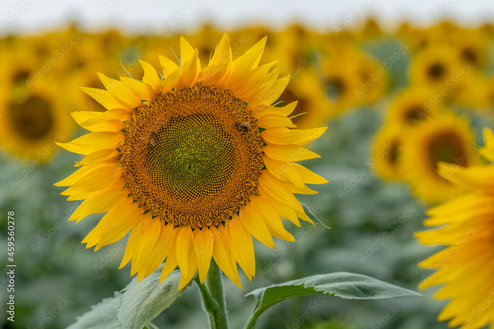 Close-up of a bright yellow sunflower with two bees on a background of blurred sunflowers with copy space