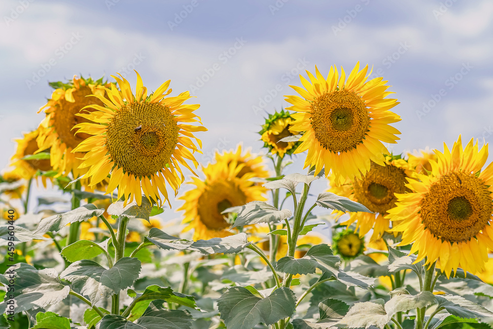 Field of ripening sunflowers on a summer day against the sky close-up