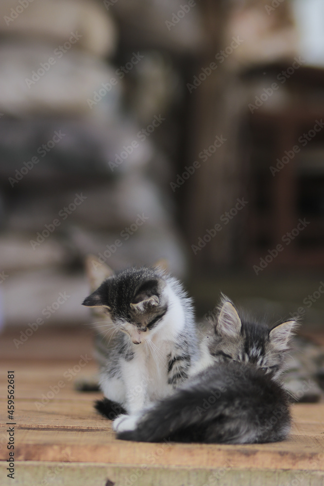 Cute kitten playing with her brother. Kitten stock photo.