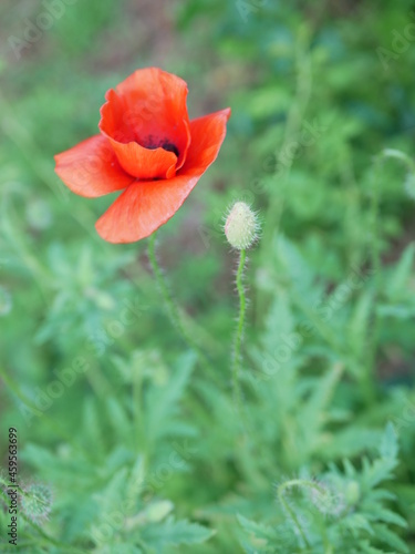 red poppy flower