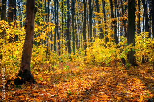 Sunny day in autum forest