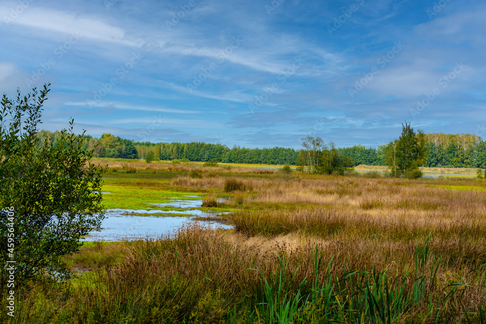 Beautiful dutch landscape with little lakes in the summer. Maasduinen - a picturesque place in Noord Limburg, Netherlands