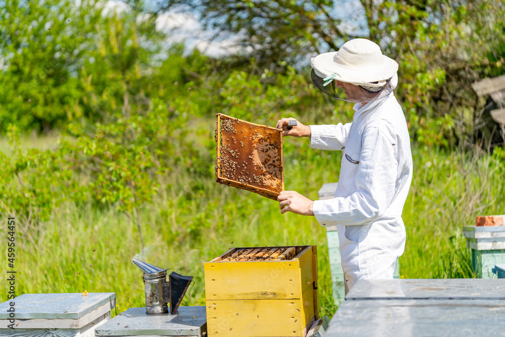 Male beekeeper is working with bees and beehives on the apiary. Frames of a bee hive. Apiary concept Male beekeeper is working with bees and beehives on the apiary. Frames of a bee hive. Apiary concept