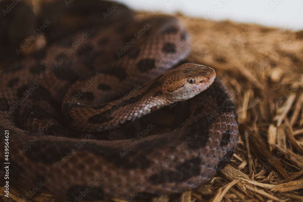 Fototapeta premium close up of a snake