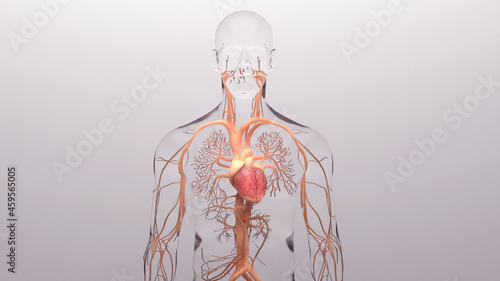 Human heart, 3d rendering, medically accurate illustration of the human heart anatomy
 with venous system