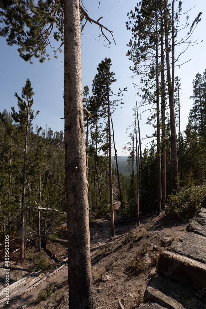 Fototapeta premium pine tree forest