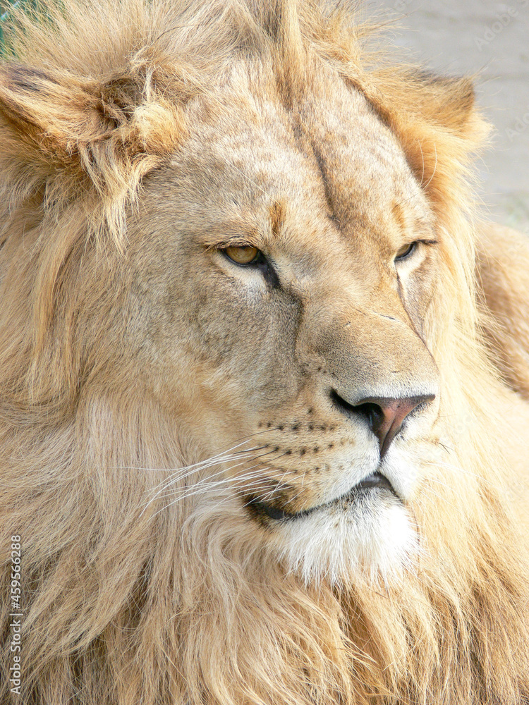 A majestic lion sitting on a wooden platform A majestic lion sitting on a wooden platform