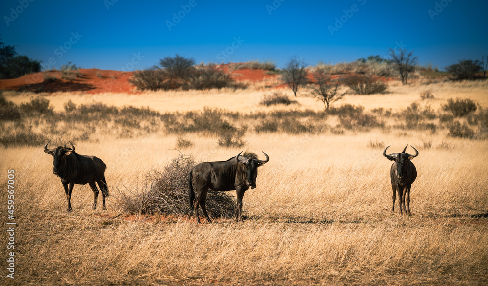 Animals and lanscapes of Kalahari Desert, Namibia