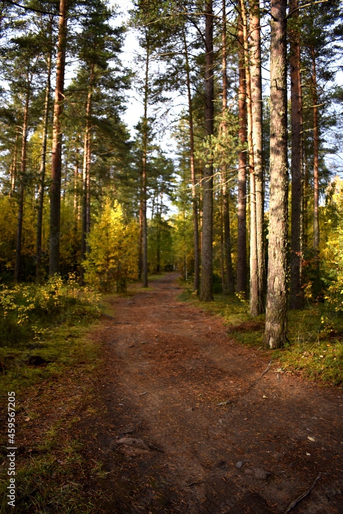 Fototapeta premium path in the woods