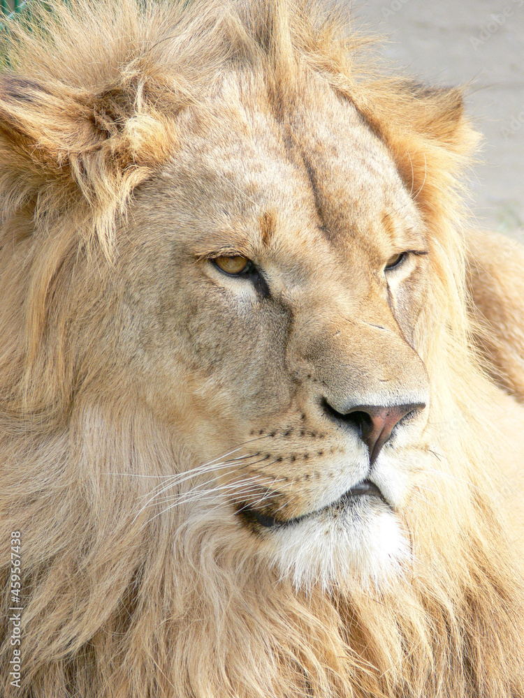 A majestic lion sitting on a wooden platform