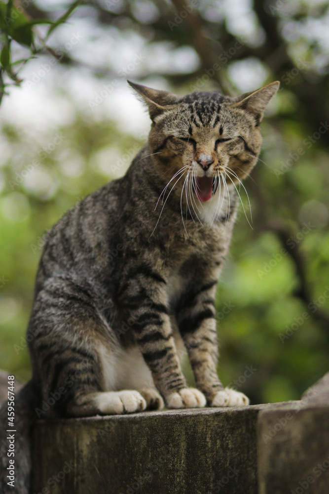 Funny yawning cat sitting on the wall with weird expression. Cat stock photo.