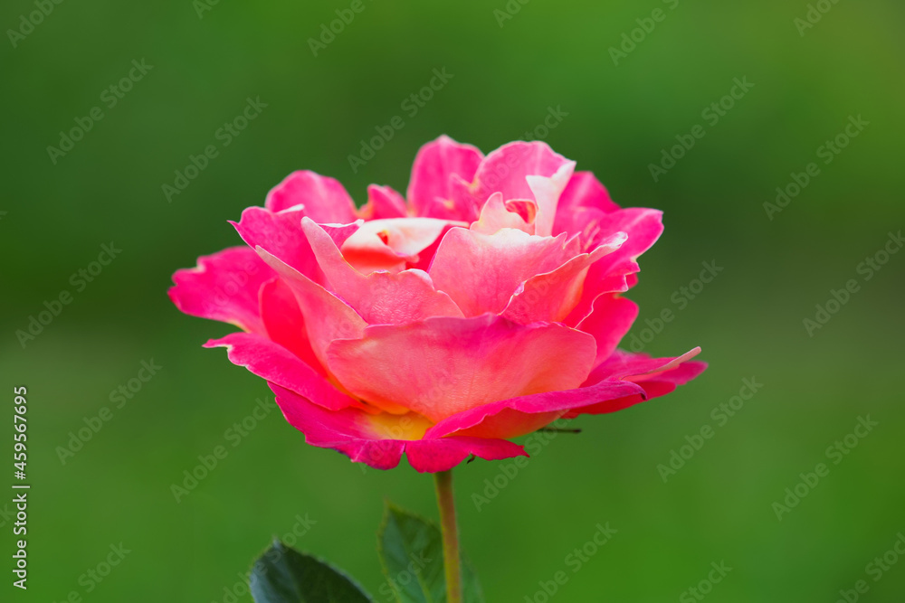 Pink with yellow rose, beautiful rose blooming in the garden in spring, close-up