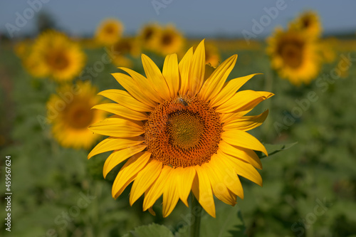 Sunflower field in summer