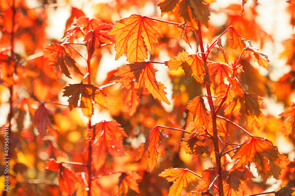 Red Japanese maple leaves in autumn. Autumn red background Red Japanese maple leaves in autumn. Autumn red background
