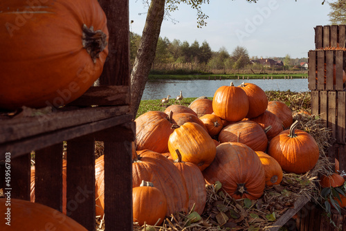 Autumn harvest of pumpkins for halloween holiday. Orange decoration in october and november. Season of pumpkin on wooden box. Outdoors. 
