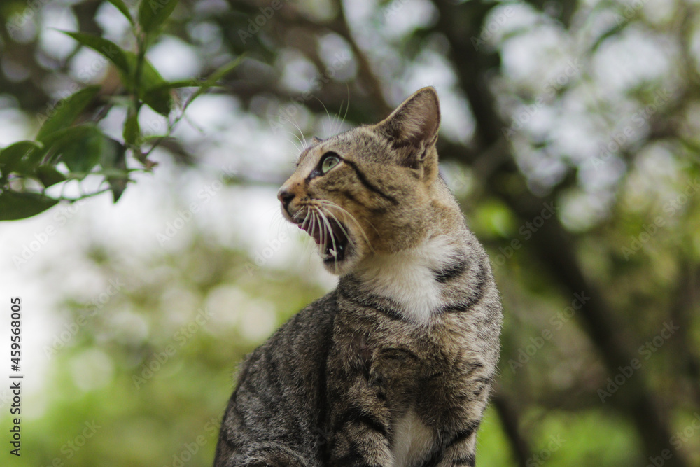 Obraz premium Funny surprised cat sitting on the wall with weird expression. Cat stock photo.