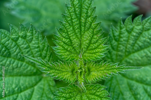 Macro detail of the tip of a nettle