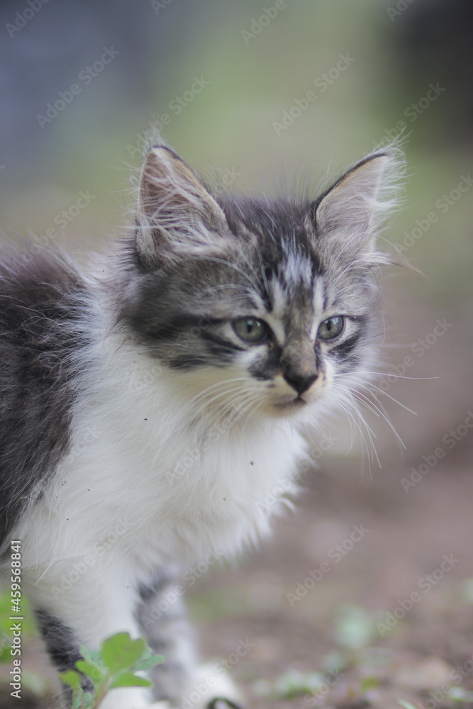 Close-up view of cute kitten in the yard with blurry background