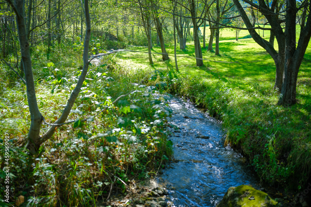 Fototapeta premium 森と小川
