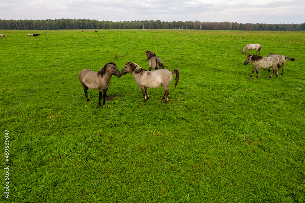 Drone flying over various brown white mustangs and cows running on meadow and graze grass on the farmland. Aerial view. Group of animals on pasture. Rural scene. Endangered free families of wild horse