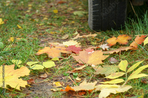 Car wheel on road. Yellow dry fallen maple leaves on grass. Golden autumn street. photo