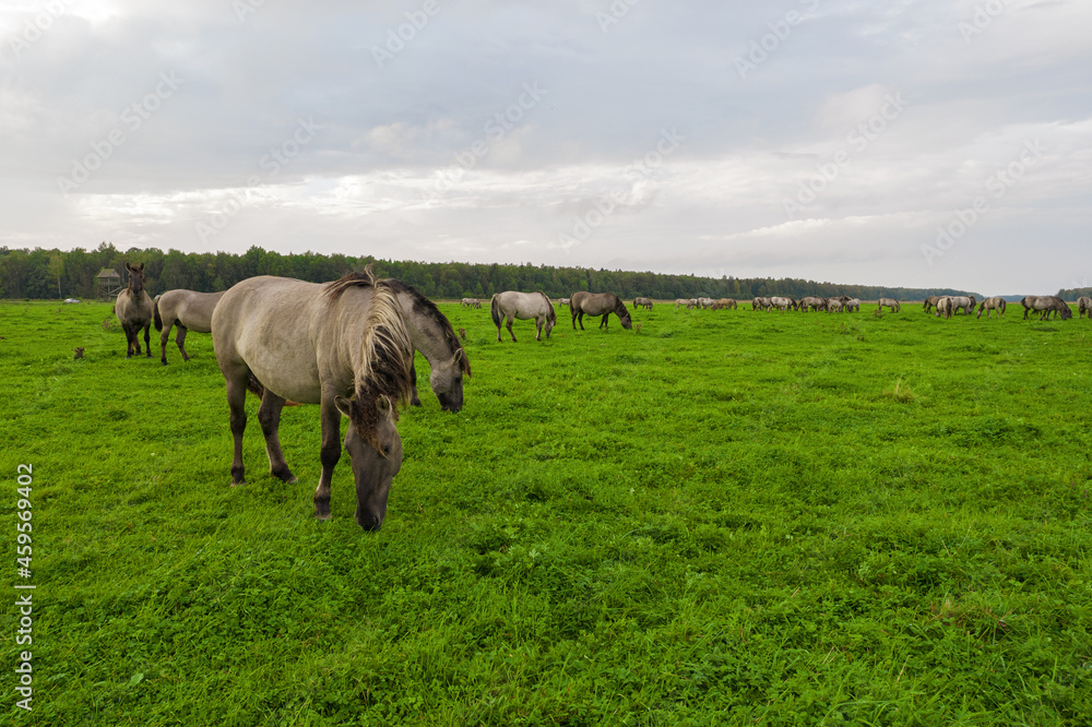 Fototapeta premium Drone flying around various brown, white mustangs and cows running on meadow and graze grass on farmland. Aerial view. Group of animals on pasture. Rural scene. Endangered free families of wild horse