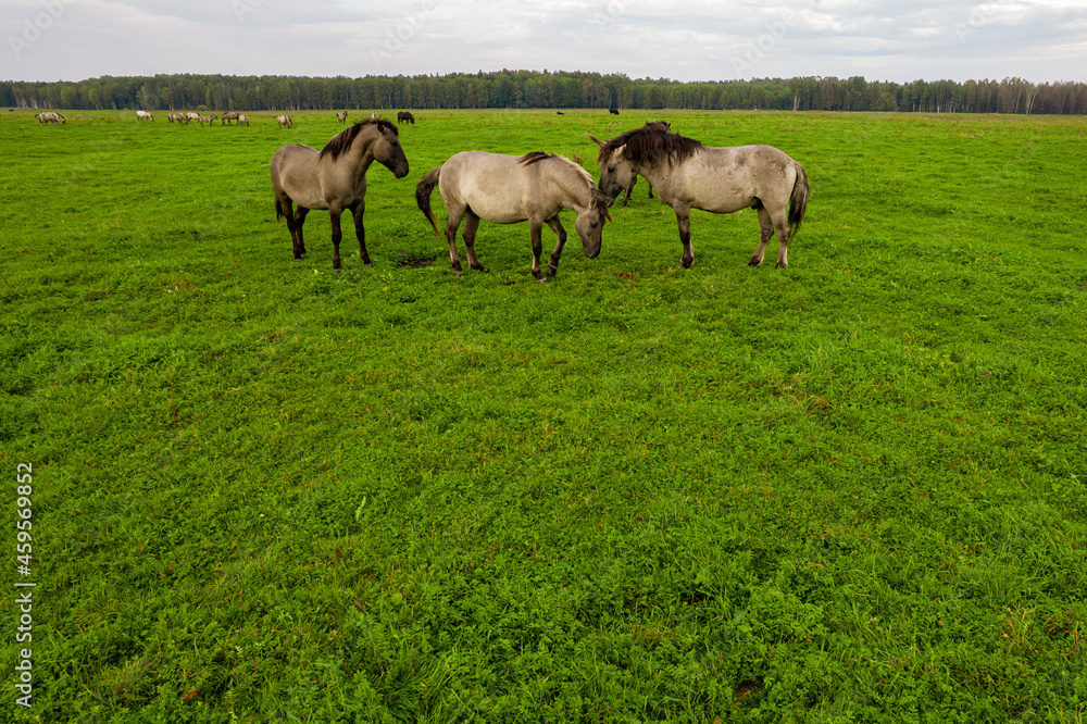 Drone flying around various brown, white mustangs and cows running on meadow and graze grass on farmland. Aerial view. Group of animals on pasture. Rural scene. Endangered free families of wild horse Drone flying around various brown, white mustangs and cows running on meadow and graze grass on farmland. Aerial view. Group of animals on pasture. Rural scene. Endangered free families of wild horse