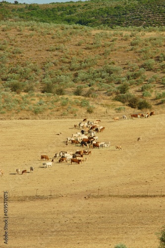 Vacas en amplios campos de cereal de una aldea de ganadería tradicional.