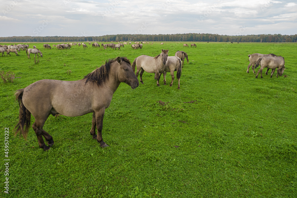 Obraz premium Drone flying around various brown, white mustangs and cows running on meadow and graze grass on farmland. Aerial view. Group of animals on pasture. Rural scene. Endangered free families of wild horse