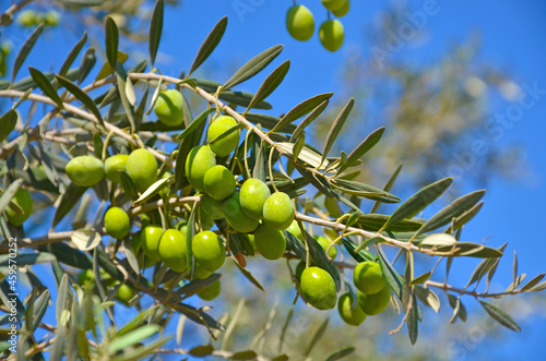 Olive tree, branch with green leaves and olives on a background of blue sky