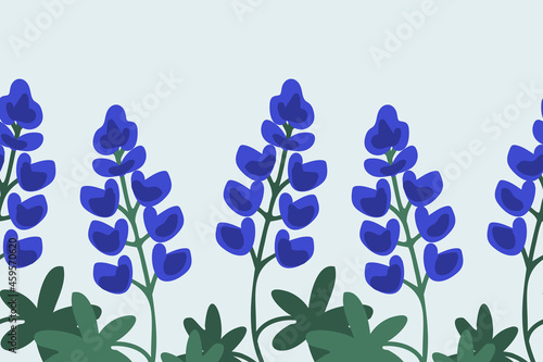 Blue lupine background photo