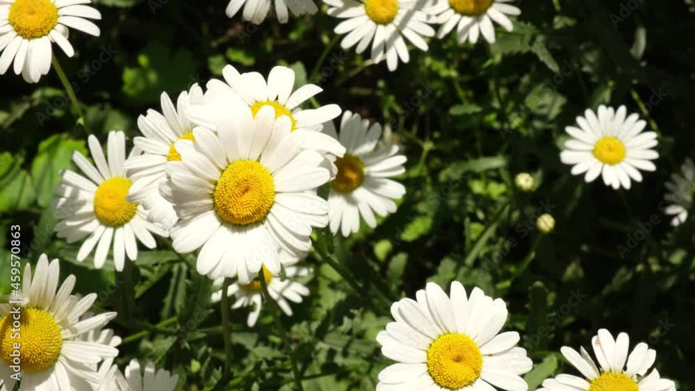 Chamomile flowers field close up with sun flares. Daisy flowers. Sunny day. Summer flowers. Camomille background. insects in a field of daisies Chamomile flowers field close up with sun flares. Daisy flowers. Sunny day. Summer flowers. Camomille background. insects in a field of daisies