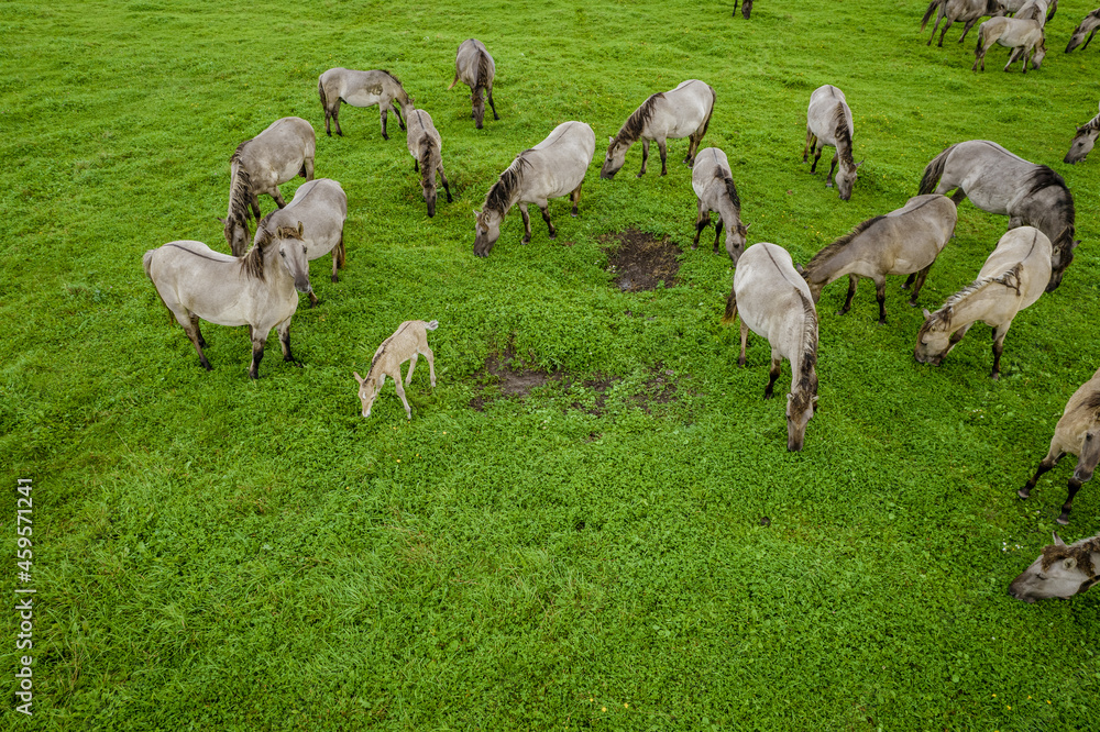 Drone flying over various brown white mustangs and cows running on meadow and graze grass on the farmland. Aerial view. Group of animals on pasture. Rural scene. Endangered free families of wild horse Drone flying over various brown white mustangs and cows running on meadow and graze grass on the farmland. Aerial view. Group of animals on pasture. Rural scene. Endangered free families of wild horse