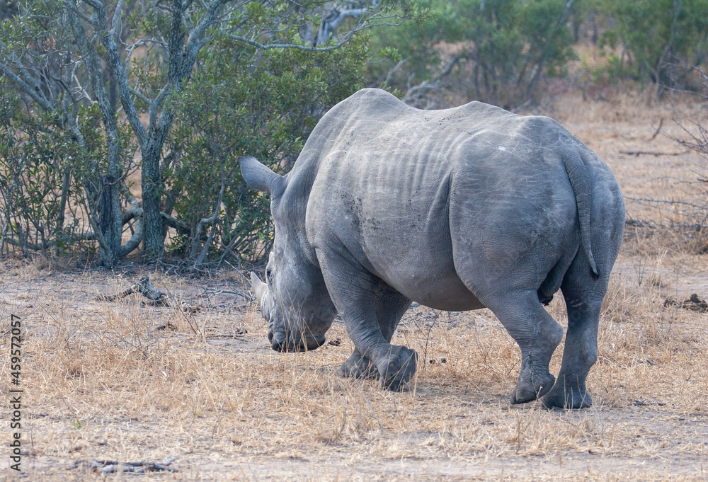 Fototapeta premium rhino in the wild