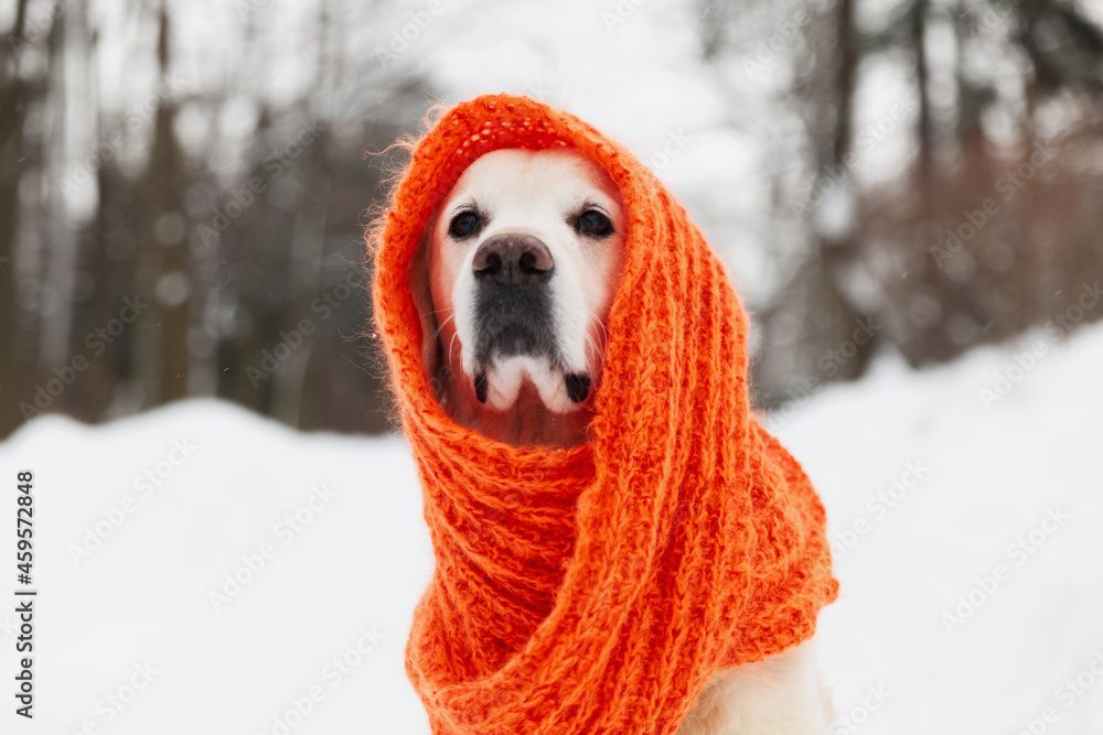 Adorable golden retriever dog wearing red scarf sitting on snow. Cold weather, winter in park. Pets care and welfare concept.