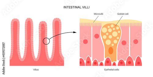 Intestinal villi anatomy